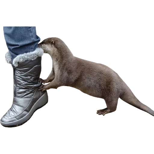 Otters Gotta Ott 2 sticker 105