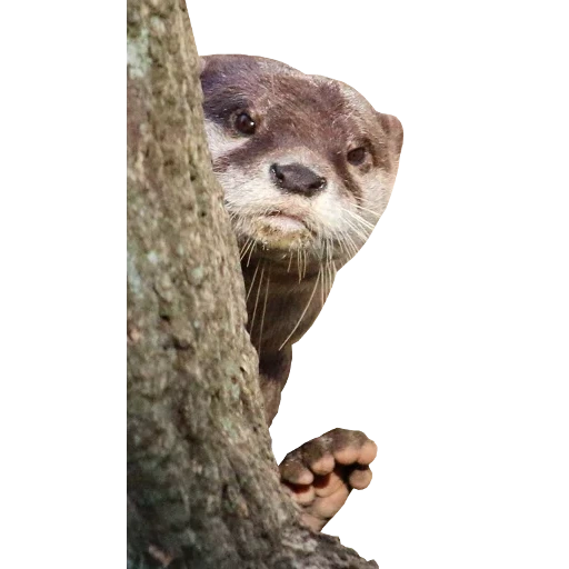 Otters Gotta Ott 2 sticker 106