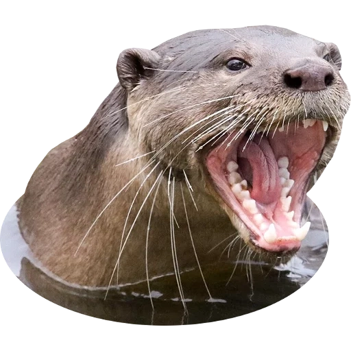 Otters Gotta Ott 2 sticker 107