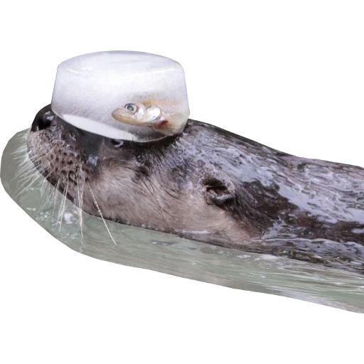 Otters Gotta Ott 2 sticker 108