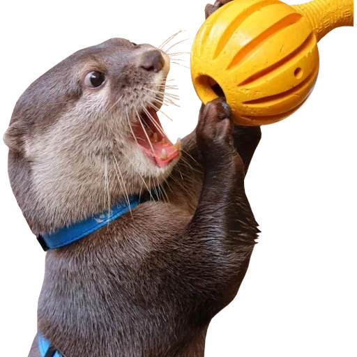 Otters Gotta Ott 2 sticker 110