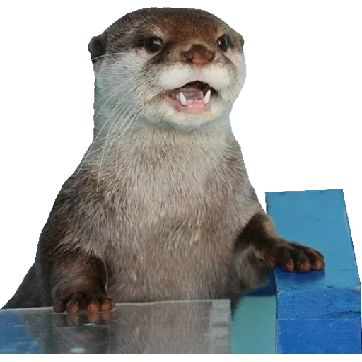 Otters Gotta Ott 2 sticker 12