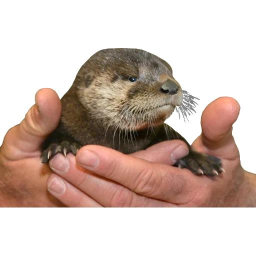 Otters Gotta Ott 2 sticker 112