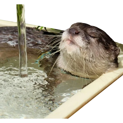 Otters Gotta Ott 2 sticker 113