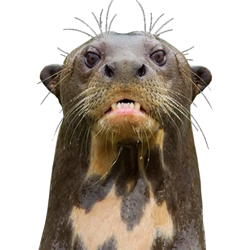 Otters Gotta Ott 2 sticker 114
