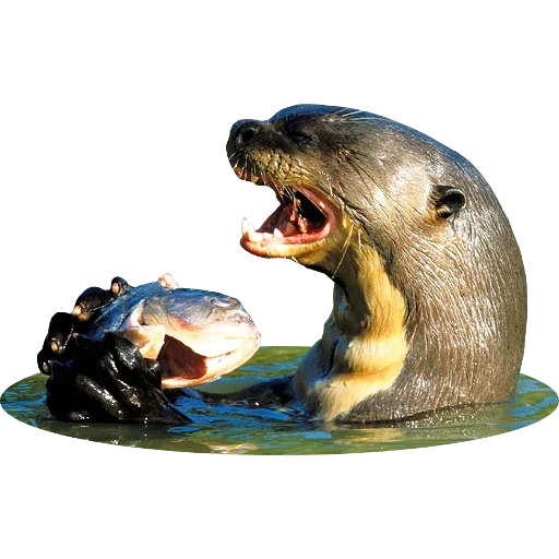 Otters Gotta Ott 2 sticker 115