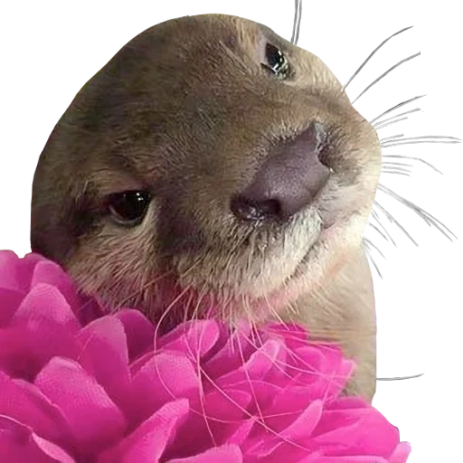 Otters Gotta Ott 2 sticker 116