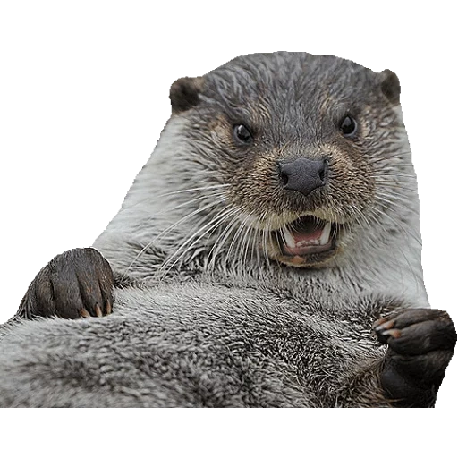 Otters Gotta Ott 2 sticker 13