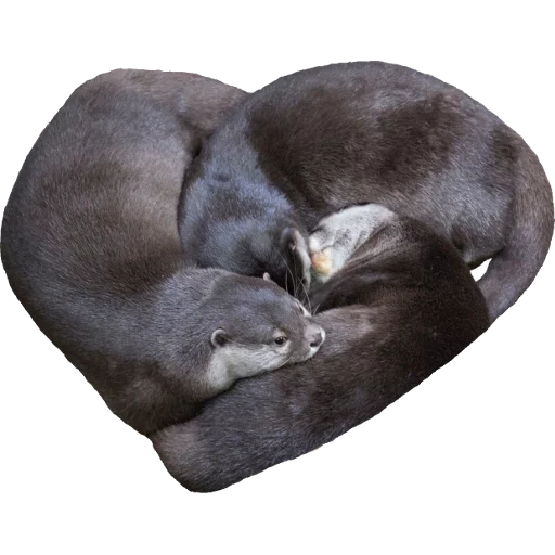 Otters Gotta Ott 2 sticker 14