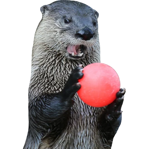 Otters Gotta Ott 2 sticker 16