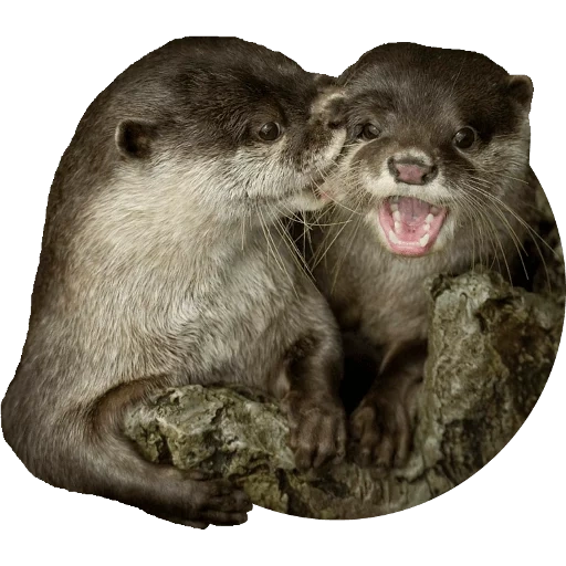 Otters Gotta Ott 2 sticker 17