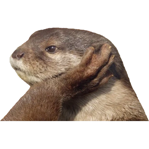 Otters Gotta Ott 2 sticker 18