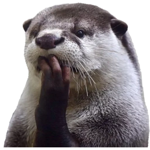 Otters Gotta Ott 2 sticker 19