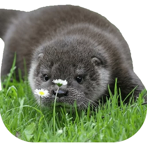 Otters Gotta Ott 2 sticker 20