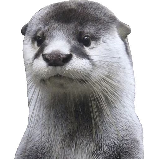 Otters Gotta Ott 2 sticker 3