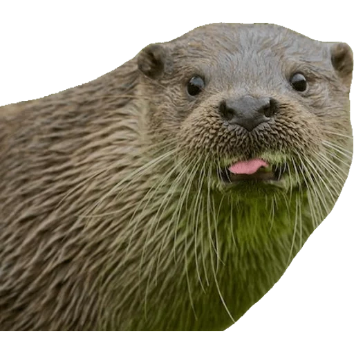 Otters Gotta Ott 2 sticker 21