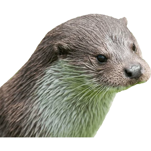 Otters Gotta Ott 2 sticker 22