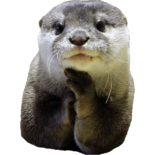 Otters Gotta Ott 2 sticker 23