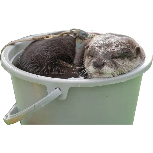 Otters Gotta Ott 2 sticker 26