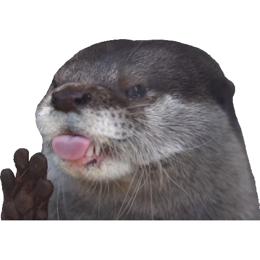 Otters Gotta Ott 2 sticker 27