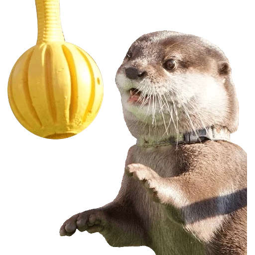 Otters Gotta Ott 2 sticker 28