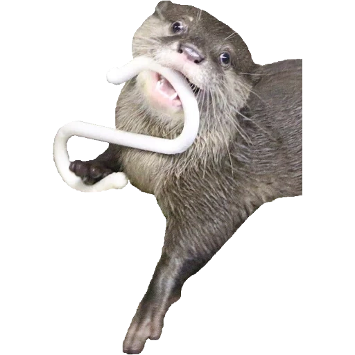 Otters Gotta Ott 2 sticker 29