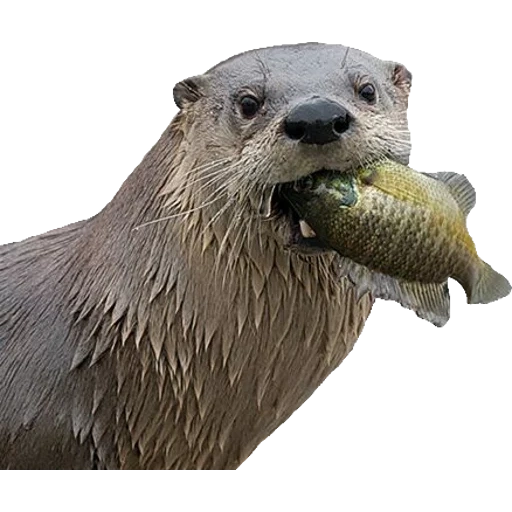 Otters Gotta Ott 2 sticker 30