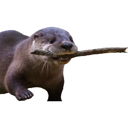 Otters Gotta Ott 2 sticker 4