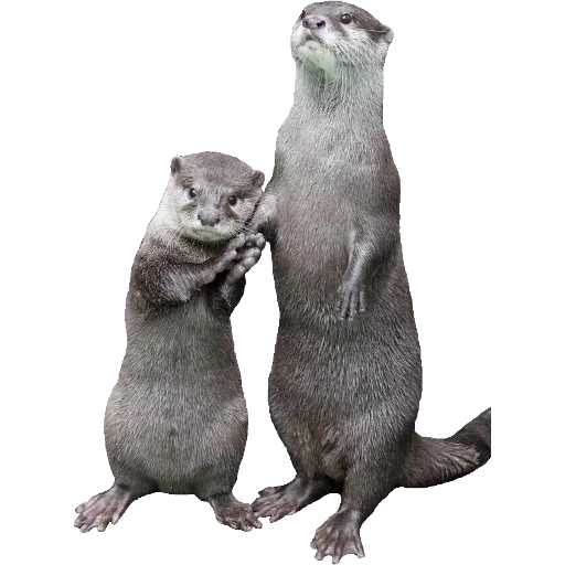 Otters Gotta Ott 2 sticker 31