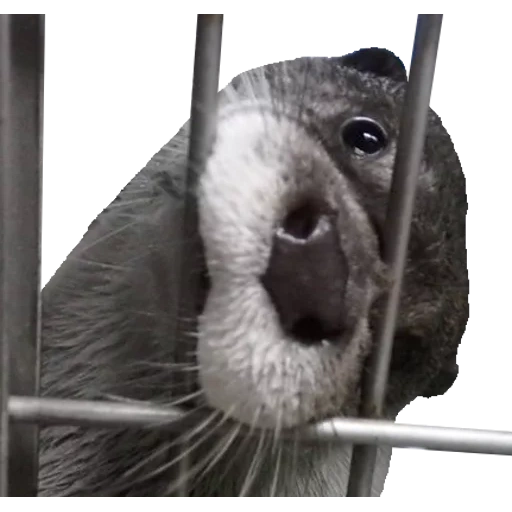 Otters Gotta Ott 2 sticker 33