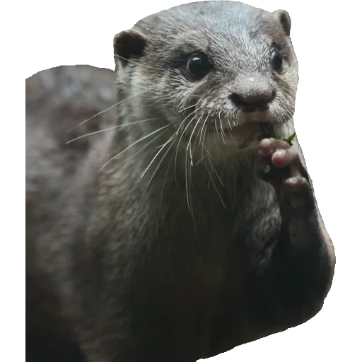 Otters Gotta Ott 2 sticker 34