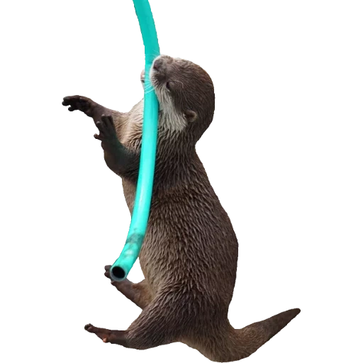 Otters Gotta Ott 2 sticker 35