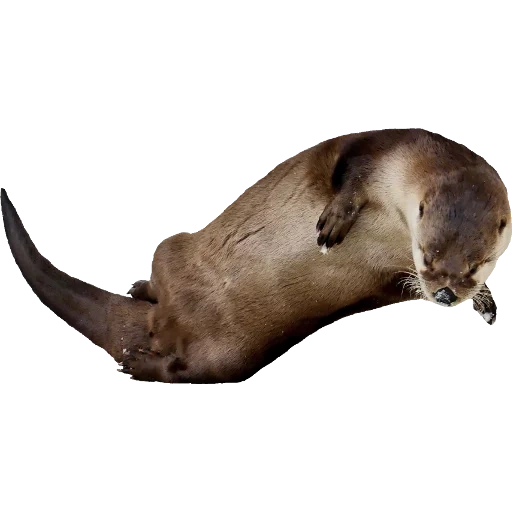 Otters Gotta Ott 2 sticker 36