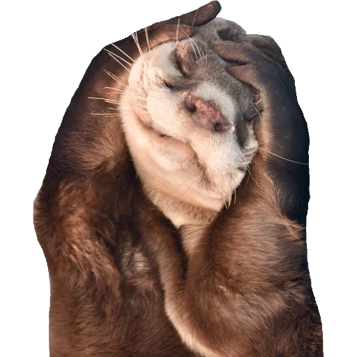 Otters Gotta Ott 2 sticker 37