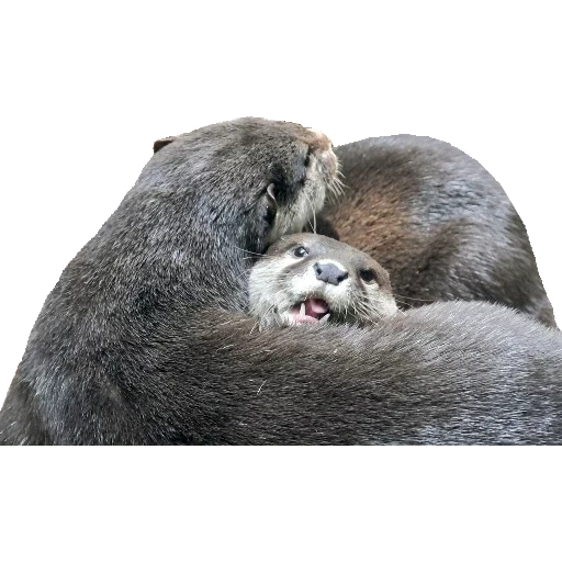 Otters Gotta Ott 2 sticker 38