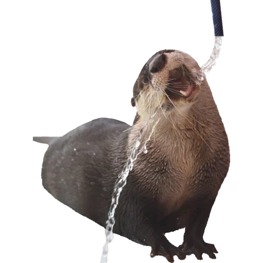 Otters Gotta Ott 2 sticker 39