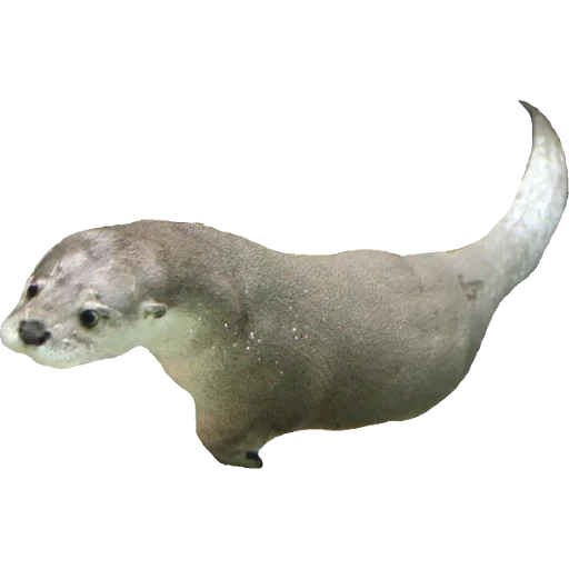 Otters Gotta Ott 2 sticker 40