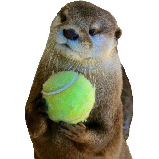 Otters Gotta Ott 2 sticker 5