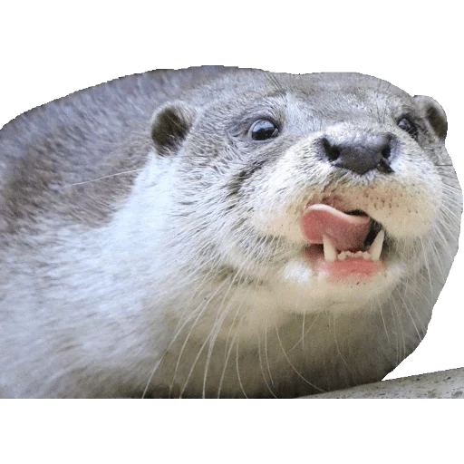 Otters Gotta Ott 2 sticker 41