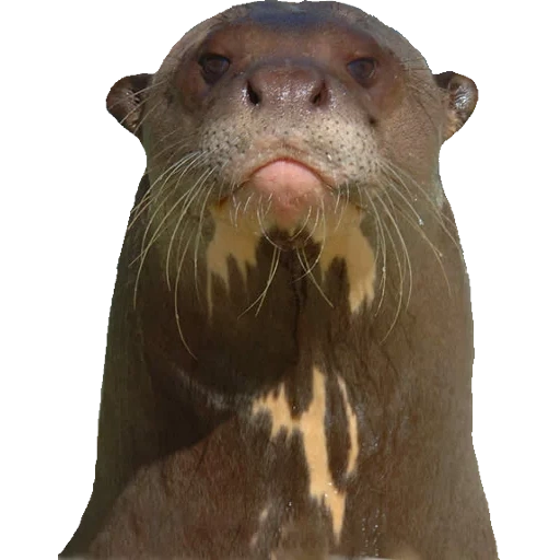 Otters Gotta Ott 2 sticker 45