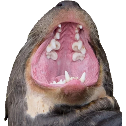 Otters Gotta Ott 2 sticker 46