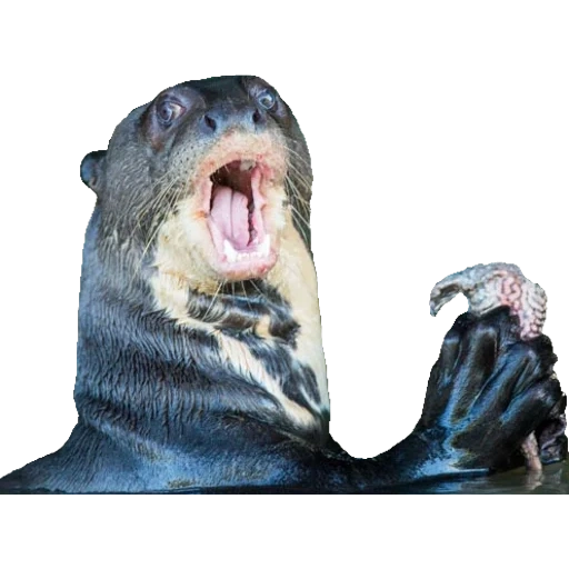 Otters Gotta Ott 2 sticker 47