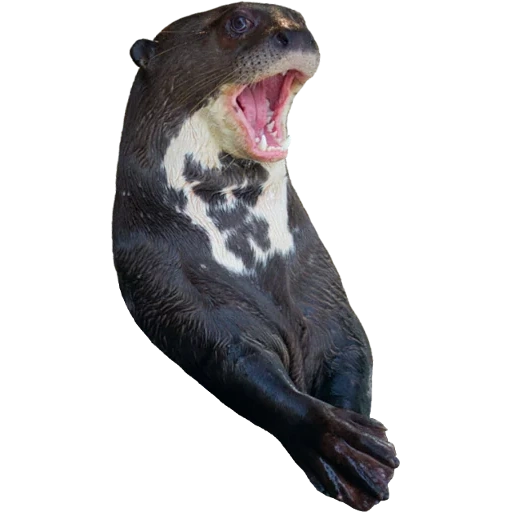 Otters Gotta Ott 2 sticker 48
