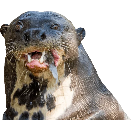 Otters Gotta Ott 2 sticker 49