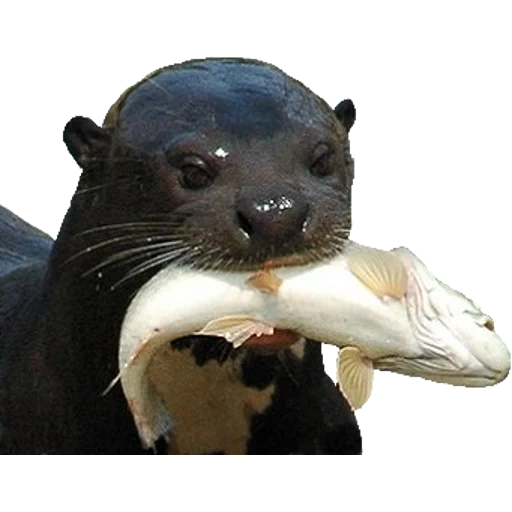 Otters Gotta Ott 2 sticker 50