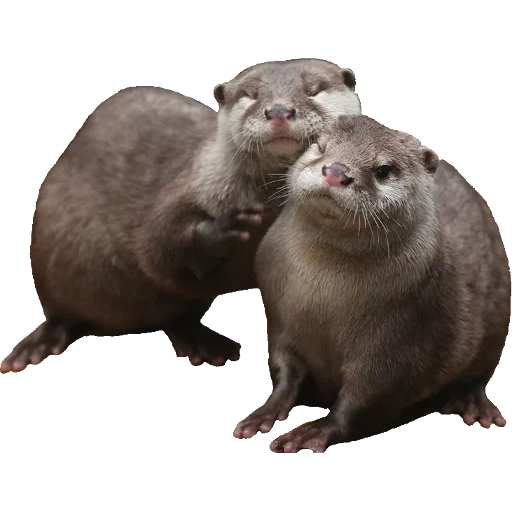 Otters Gotta Ott 2 sticker 6