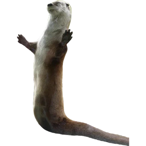 Otters Gotta Ott 2 sticker 52