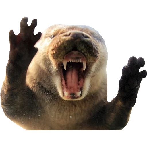 Otters Gotta Ott 2 sticker 53