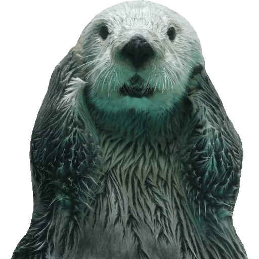 Otters Gotta Ott 2 sticker 54