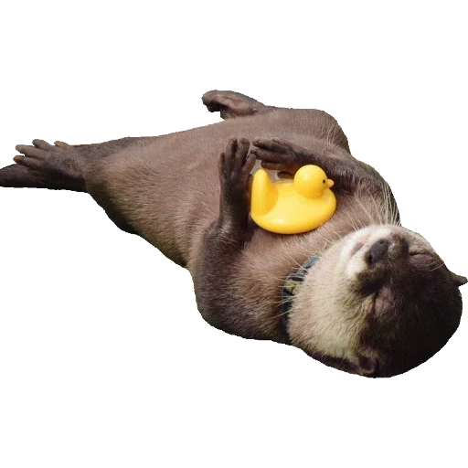 Otters Gotta Ott 2 sticker 55